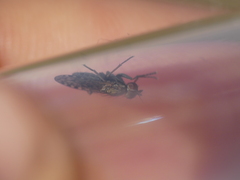 Pherbellia schoenherri