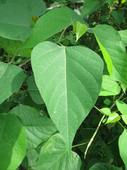 Gmelina arborea