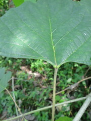 Gmelina arborea