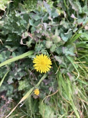 Crepis sancta