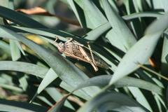 Schistocerca
