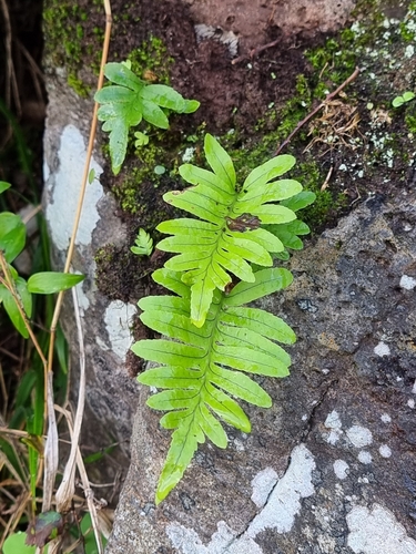 Polypodium image