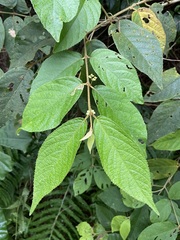 Callicarpa formosana formosana