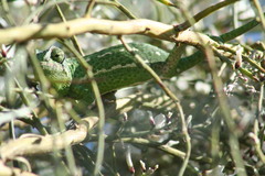 Chamaeleo chamaeleon