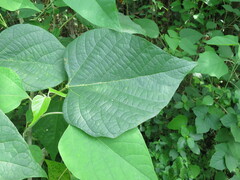 Gmelina arborea