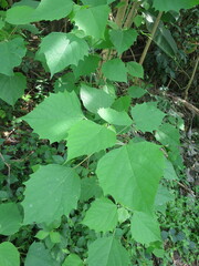 Gmelina arborea