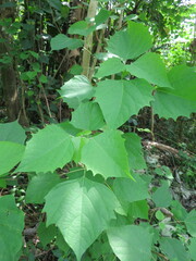 Gmelina arborea