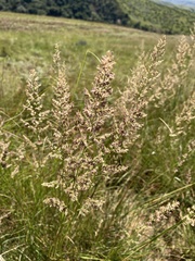 Eragrostis gummiflua