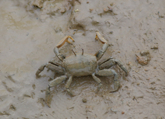 Macrophthalmus banzai