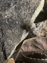 Ventridens ligera