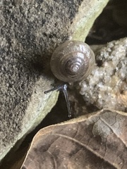 Ventridens ligera