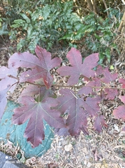Liquidambar formosana