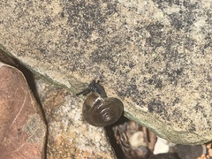 Ventridens ligera