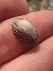 Siphonaria naufragum