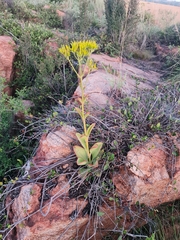 Kalanchoe paniculata