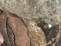 Ventridens ligera