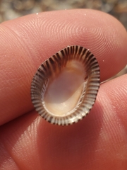 Siphonaria naufragum
