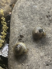 Ventridens ligera