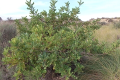 Ceratonia siliqua