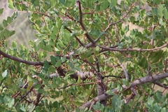 Ceratonia siliqua