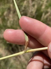 Eragrostis gummiflua