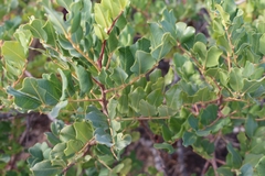 Ceratonia siliqua