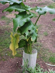 Zantedeschia aethiopica