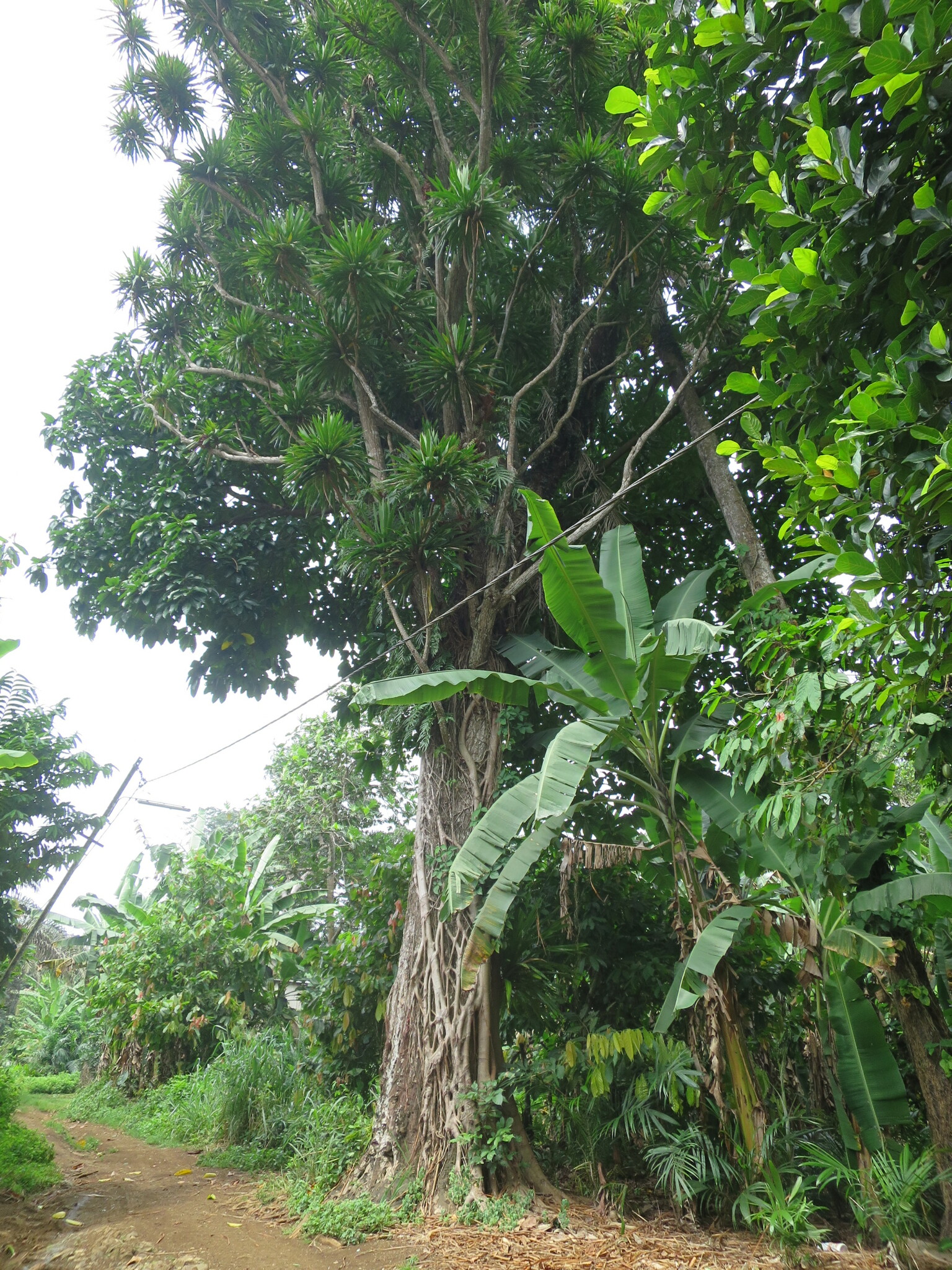 Imagem de Dracena