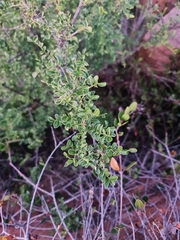 Zanthoxylum capense