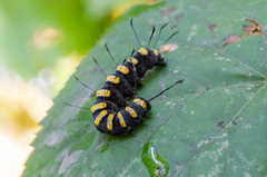 Acronicta alni