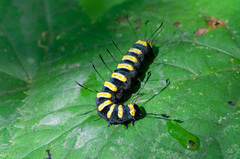 Acronicta alni