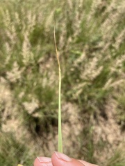 Eragrostis gummiflua