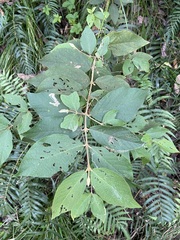 Callicarpa formosana formosana