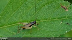 Trigonidium humbertianum