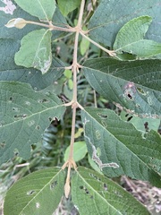 Callicarpa formosana formosana
