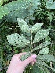 Callicarpa formosana formosana