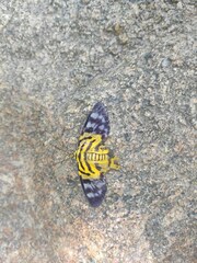 Dysphania subrepleta