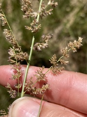 Eragrostis gummiflua