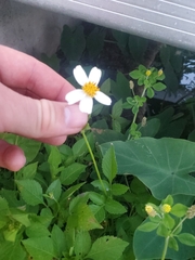 Bidens alba