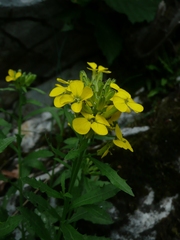 Erysimum odoratum