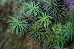 Dawsonia
