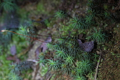 Dawsonia