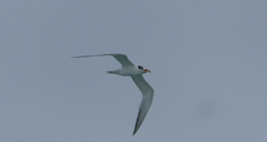 Thalasseus bengalensis