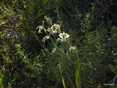 Gladiolus orchidiflorus
