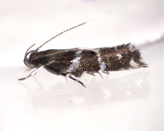 Stagmatophora