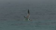 Thalasseus bengalensis