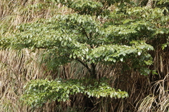 Trochodendron aralioides