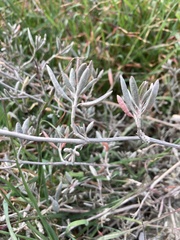 Atriplex portulacoides