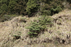 Trochodendron aralioides