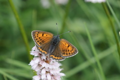 Lycaena hippothoe